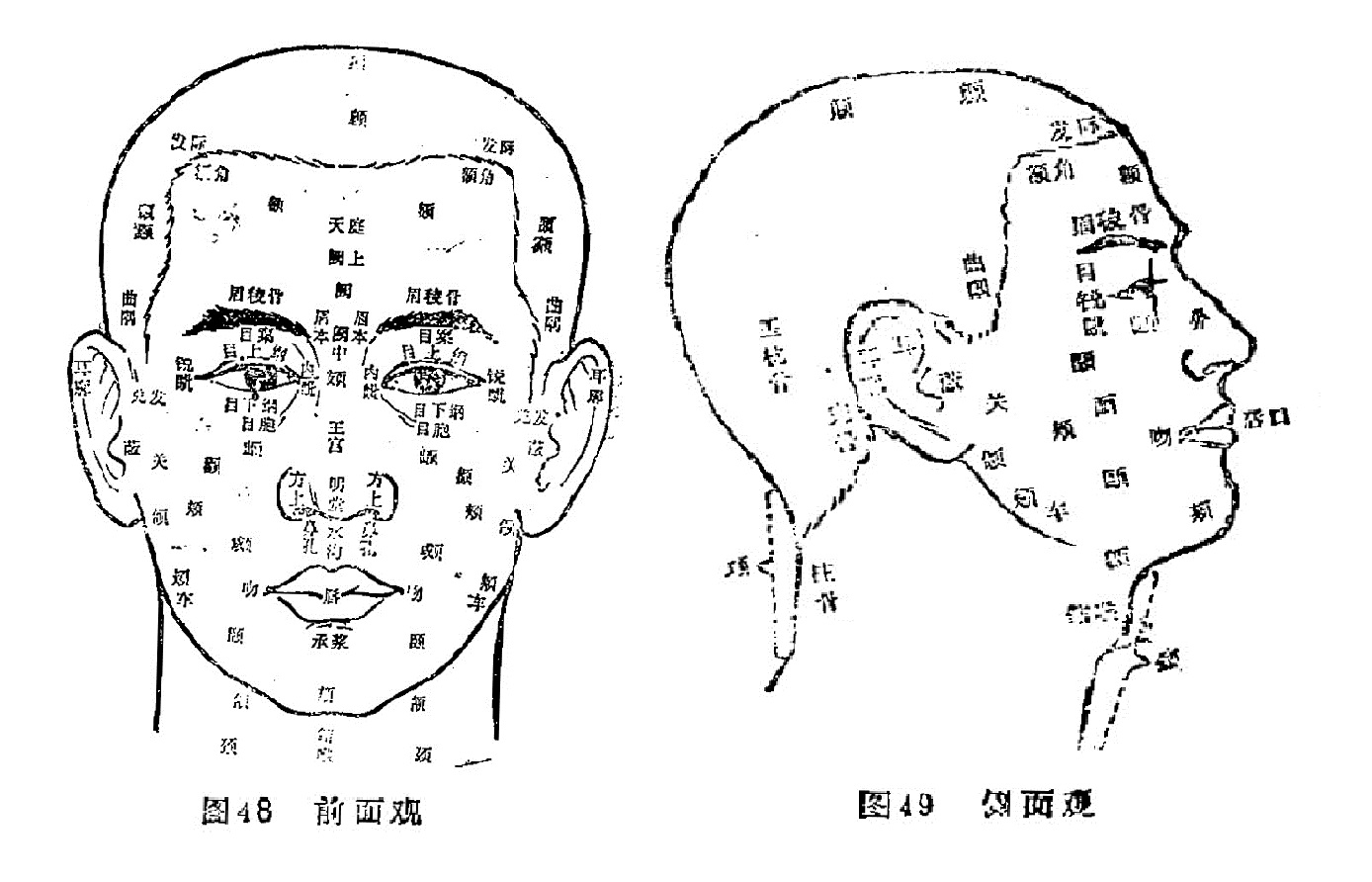 前、侧面观