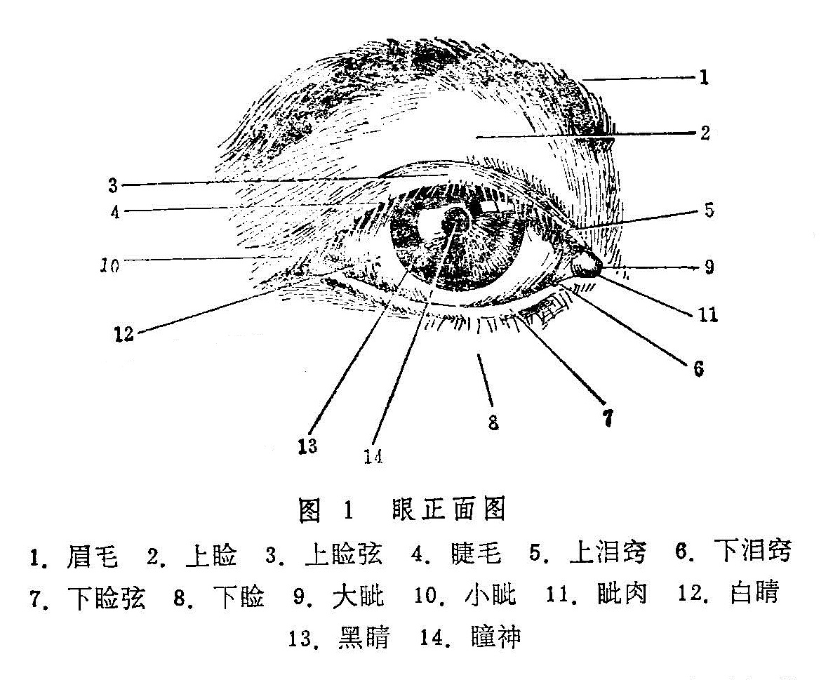 明明有内眦赘皮，为什么我还不建议你开眼角呢？ - 知乎