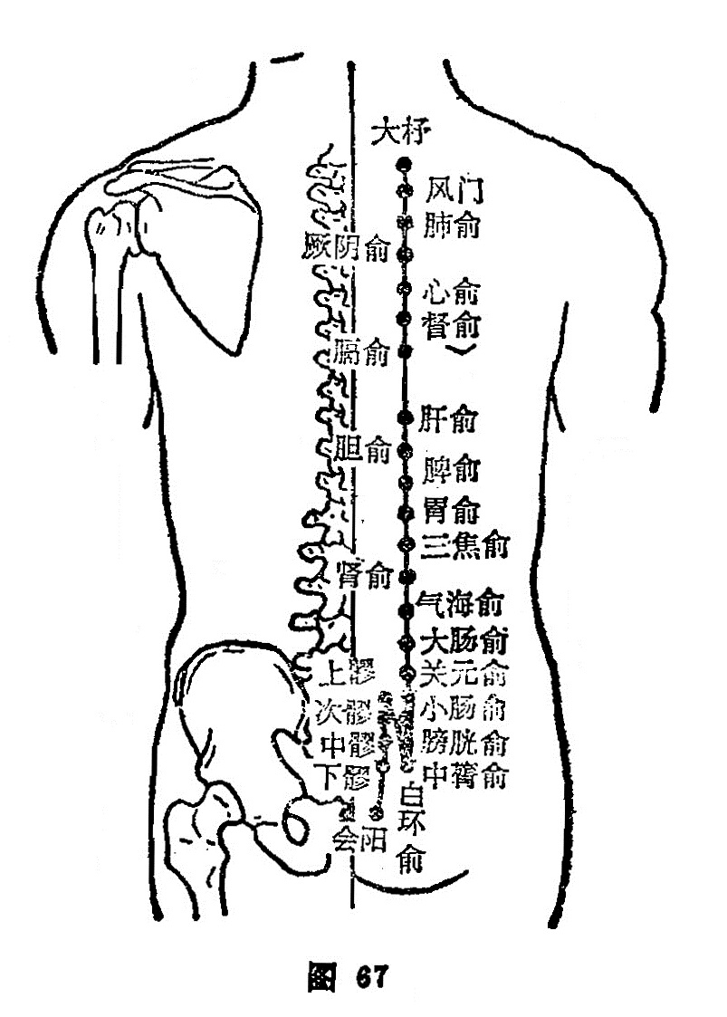 膀胱俞 - 光明中医教材